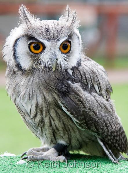 Northern White Faced Owl.jpg
